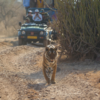 India - Over 3,000 Tigers