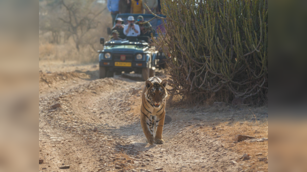 India - Over 3,000 Tigers