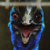 Cassowary 