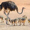 Ostrich 