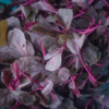 Amaranth leaves