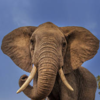 Article image for: African Elephant