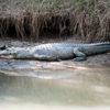 Bhitarkanika National Park, Odisha