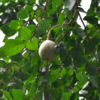 Bael leaves
