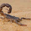 Scorpion