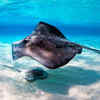 Stingray