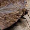 White Witch Moth
