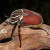 Goliath Beetle 