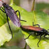 Mydas Fly 