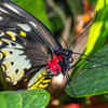 Queen Alexandra’s Birdwing 