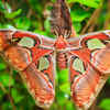 Atlas Moth 