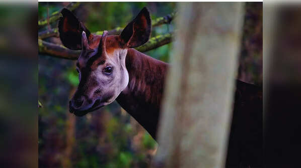 Okapi – Democratic Republic of Congo