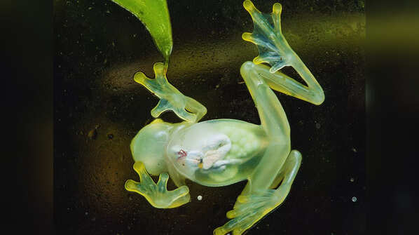 Glass Frog – Costa Rica