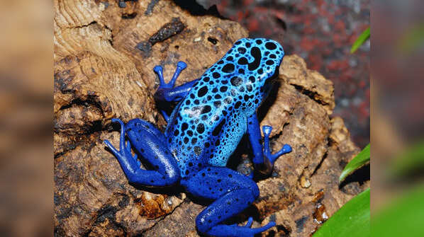 Purple Frog – Western Ghats, India