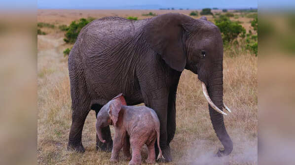 Albino Elephant – Addo Elephant National Park, South Africa