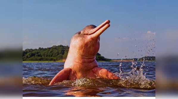 Pink Dolphin – Amazon River, South America