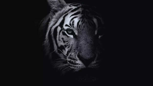 Black Tiger – Simlipal National Park, Odisha, India