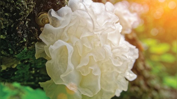 House of hydration: Snow mushroom