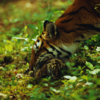 Udanti-Sitanadi Tiger Reserve, Chhattisgarh 