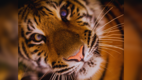 Anamalai Tiger Reserve, Tamil Nadu