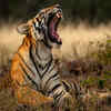 Kamlang Tiger Reserve, Arunachal Pradesh   
