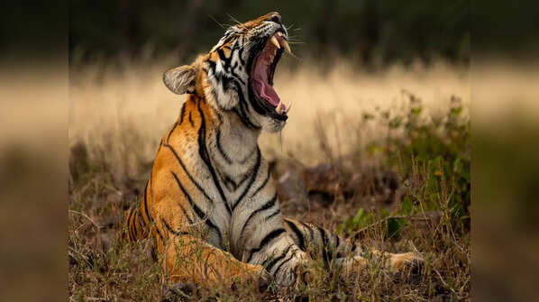 Kamlang Tiger Reserve, Arunachal Pradesh
