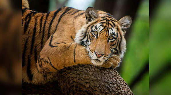 Buxa Tiger Reserve, West Bengal
