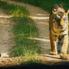 Satpura Tiger Reserve, Madhya Pradesh