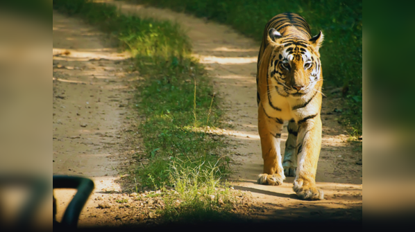 Satpura Tiger Reserve, Madhya Pradesh