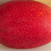 Taiyo no Tamago 