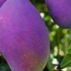 Palmer Mango 