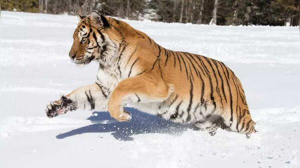 Siberian Tiger