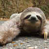  Sloth