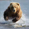 Grizzly Bear