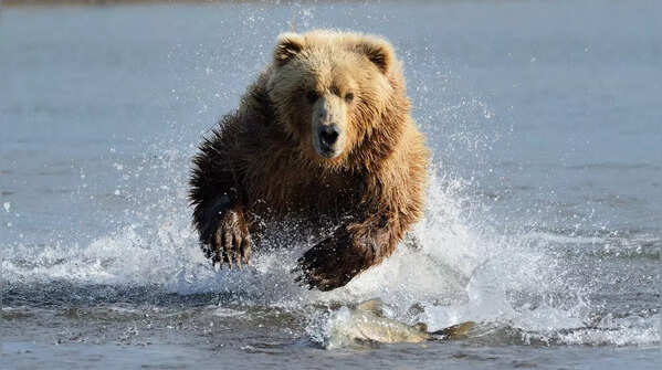 Grizzly Bear