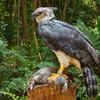 Harpy Eagle