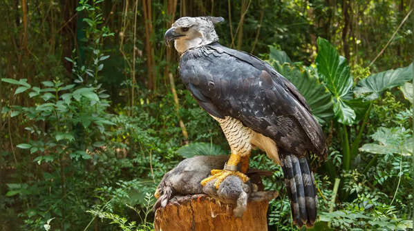 Harpy Eagle