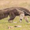 Giant Anteater