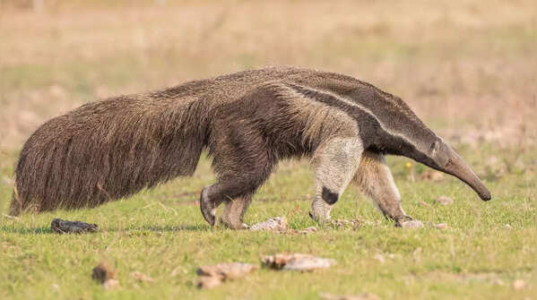 Giant Anteater