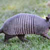 The Giant Armadillo