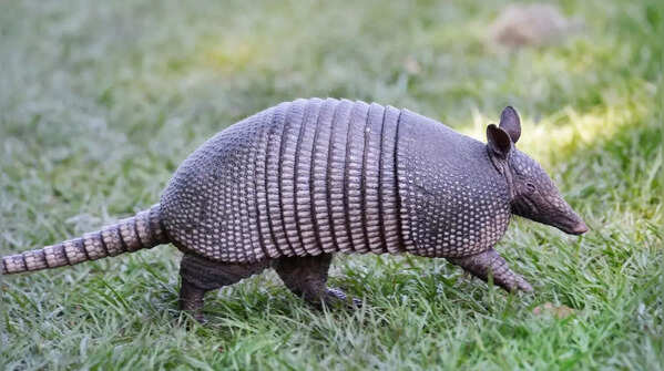 The Giant Armadillo