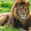 Lions