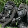 Gorillas