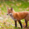 Red Foxes