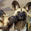 African Wild Dogs
