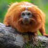 Golden Lion Tamarins