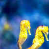 Seahorses