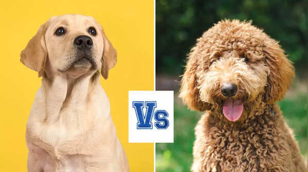 Labrador vs Golden Doodle