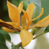 Magnolia (Champaka)