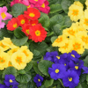 Primula (Primrose)